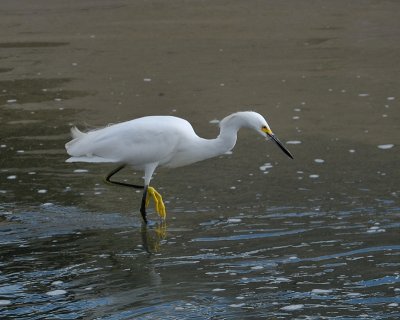 Snowy Egret 