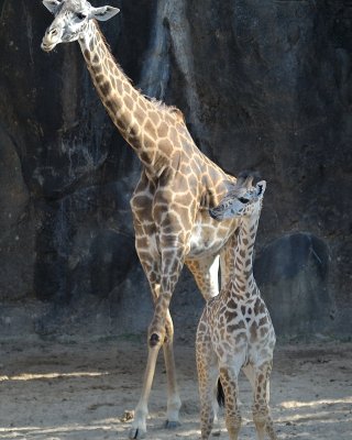 Giraffe and baby