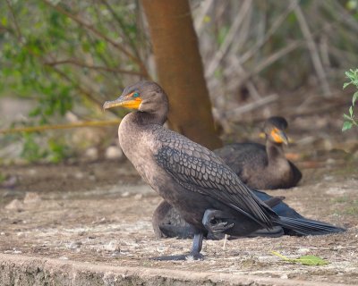 young Double-crested Cormorant