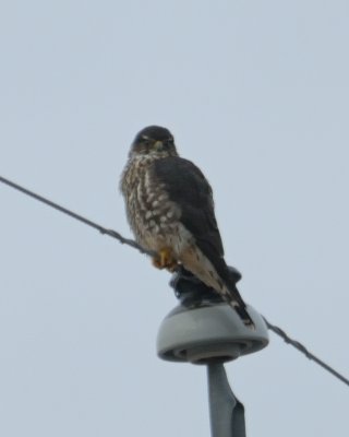 Merlin