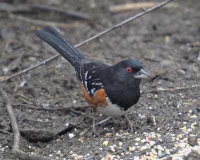 Spotted Towhee