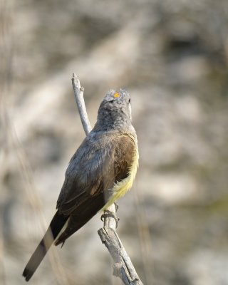 Western Kingbird