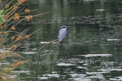 Belted Kingfisher