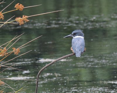 Belted Kingfisher