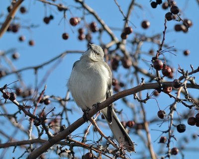 Northern Mockingbird