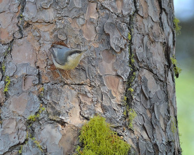 Pygmy Nuthatch