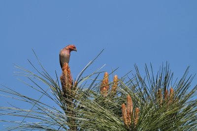 Purple Finch