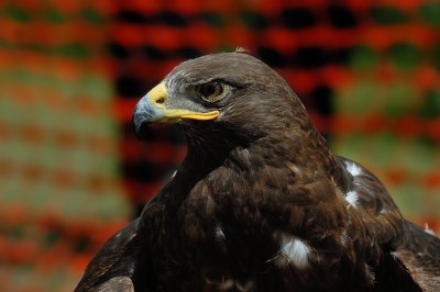 Ferruginous Hawk dark morph