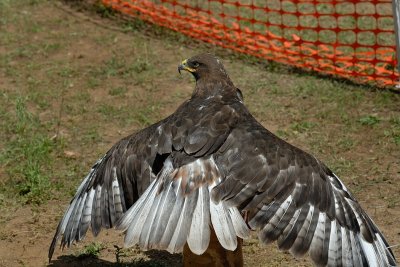 Ferruginous Hawk dark morph