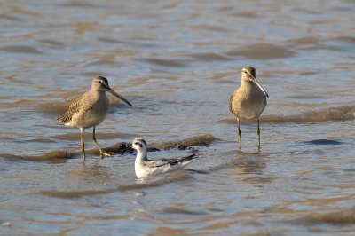 Long-billed Dowitchers and Red-necked Phalarope