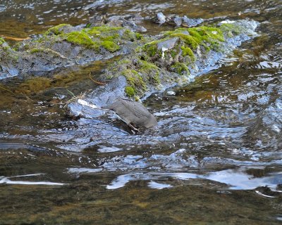 misc_water_birds