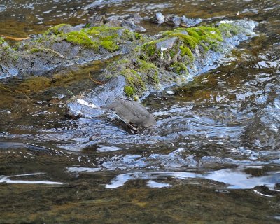 American Dipper