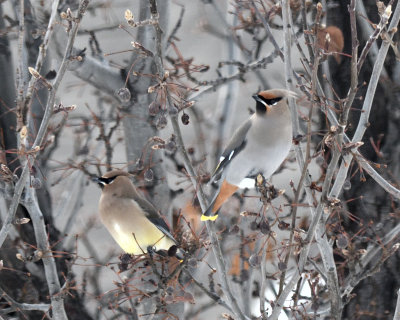 waxwings