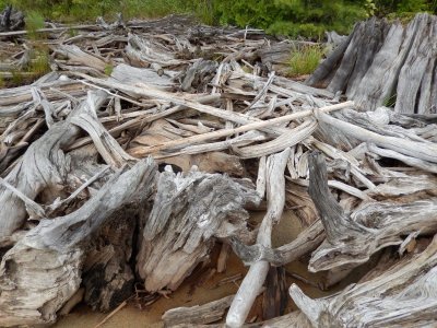Drift wood from logging