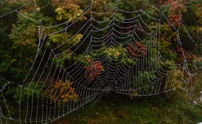 Star Island misty morning web