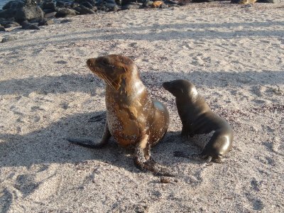 Sea Lions galore