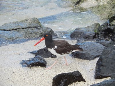 Oyster Catcher
