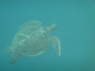Sea Turtle