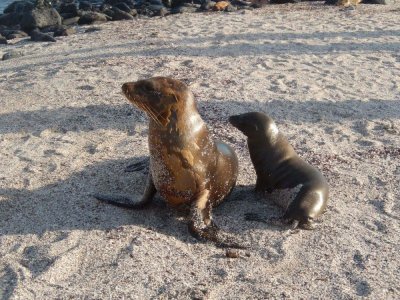 5.18 Sea Lion momma and babe.JPG