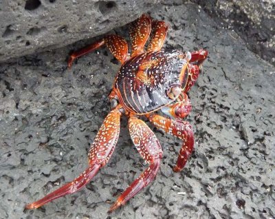 5.21 Crab.JPG