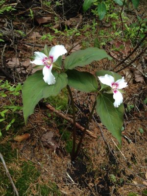 5.31 Hedgehog Trillium.JPG