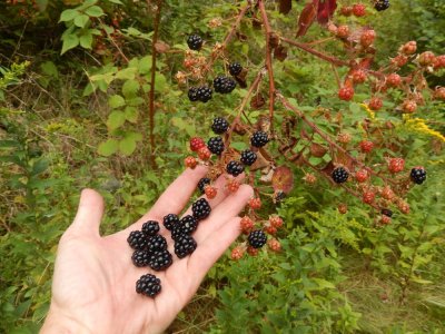 8.31 Vinalhaven bounty.JPG