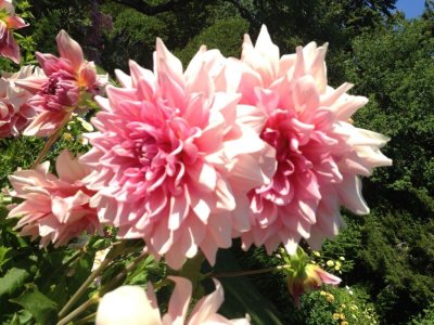 Thuya Garden, Mt. Desert, Maine