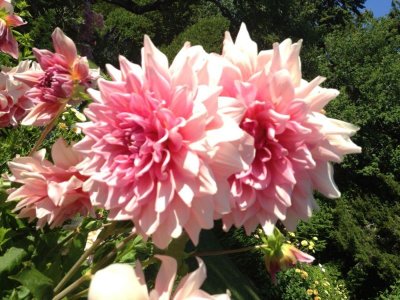  Thuya Garden, Mt. Desert, Maine