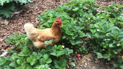 Peggy and Strawberries in TN