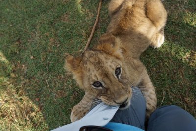 eating my shirt...