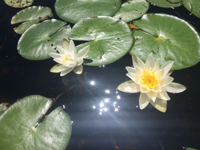 Mt. Desert Lillies