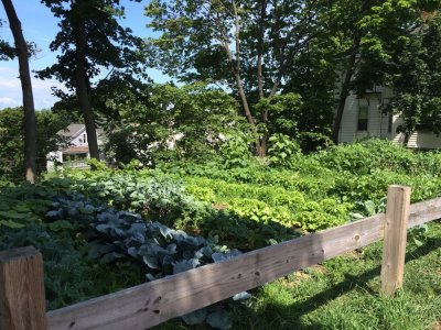 Crescent St Community Garden