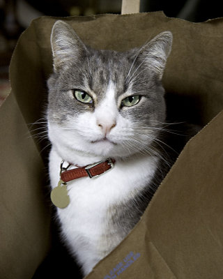 Hooper2008Inbag.jpg