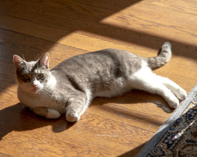 Hooper2005Sunning.jpg