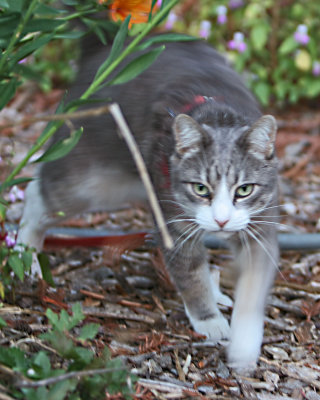 Hooper2007Prowling.jpg