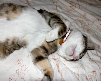 Hooper2007Sleeping.jpg