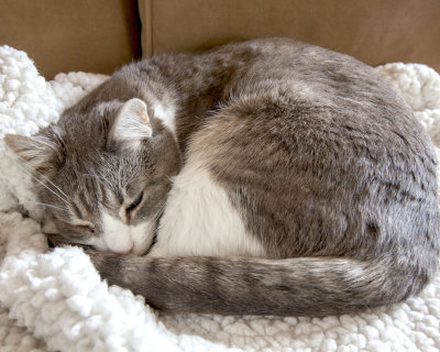 Hooper2011Couch.jpg
