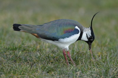 Birds 2013-1