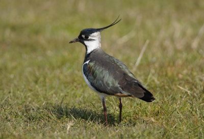 Birds 2013-1