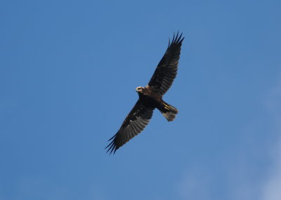 bruine kiekendief - marsh harrier