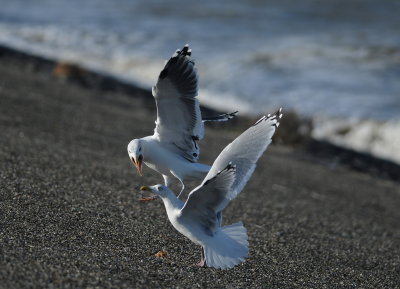grote mantelmeeuw - great black-backed gull