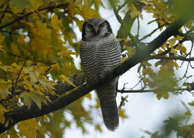 sperweruil - hawk owl