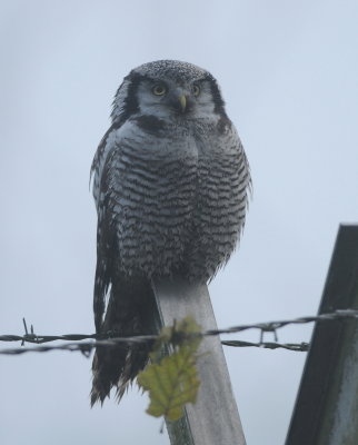 sperweruil - hawk owl