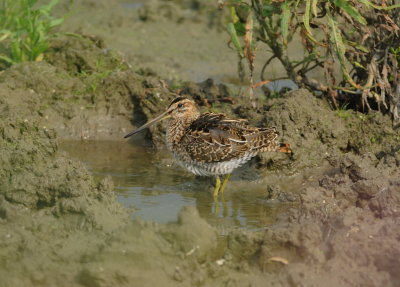 Birds 2014-1
