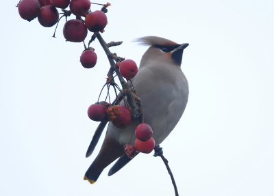 Birds 2014-2 - 2015-1