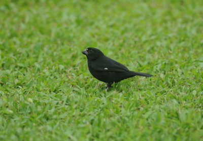 variable seedeater