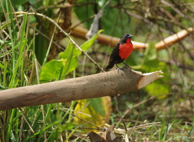 red-breasted blackbird