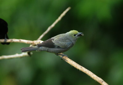 palm tanager