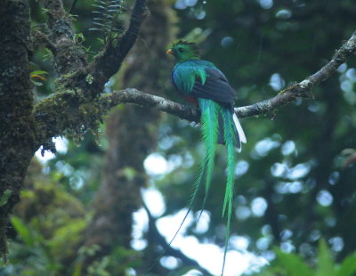 respledent quetzal