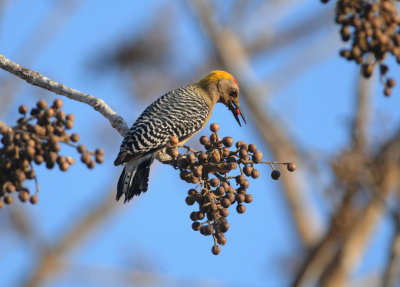 Hoffmanns woodpecker